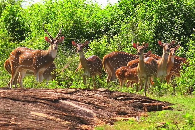 Yala Safari Private Day Tour Kaluthara/Beruwala/Bentota/Kosgoda/Ahungalla - Four hours inside Yala National Park