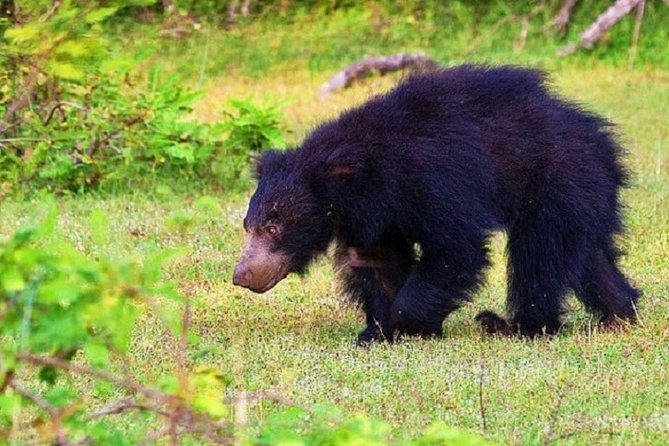 Yala Safari Private Day Tour Kaluthara/Beruwala/Bentota/Kosgoda/Ahungalla - The real value of the $220 price