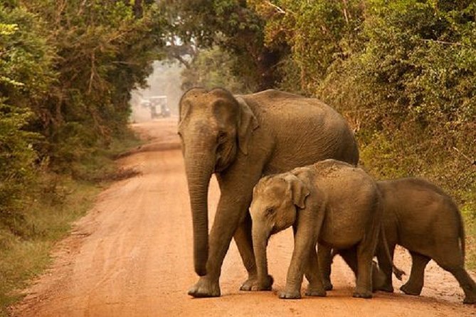 Yala Safari Private Day Tour Kaluthara/Beruwala/Bentota/Kosgoda/Ahungalla - Food, weather, and what to plan
