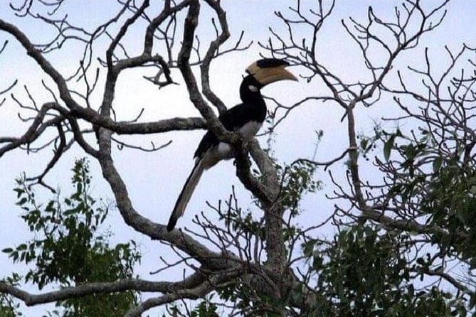 Yala Safari Private Day Tour Kaluthara/Beruwala/Bentota/Kosgoda/Ahungalla - Who should book this Yala day trip