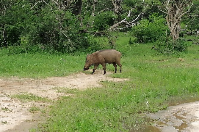 Yala Safari Private Day Tour Kaluthara/Beruwala/Bentota/Kosgoda/Ahungalla - Choosing between the morning and afternoon safari
