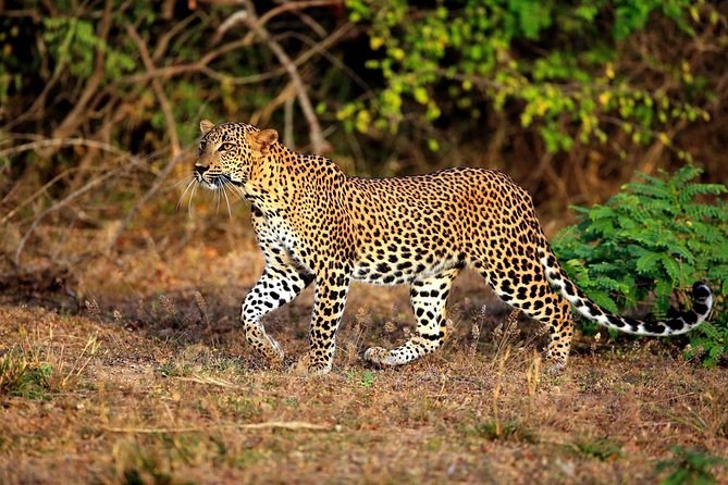 Yala Safari Private Day Trip from Bentota and Kalutara Areas - Why this private trip makes sense from Bentota