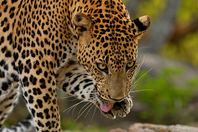 Yala Safari Private Day Trip from Bentota and Kalutara Areas - What the safari may feel like in practice