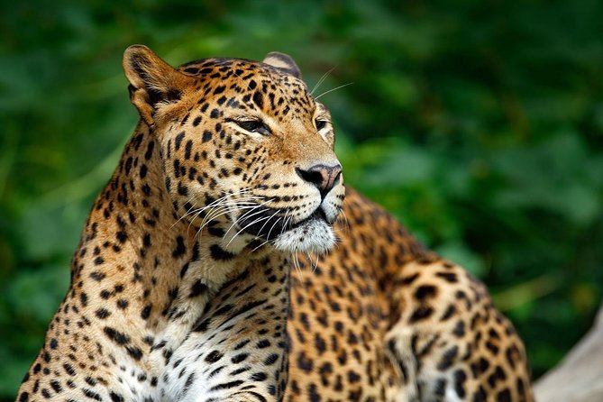 Yala Safari Private Day Trip from Bentota and Kalutara Areas - Lunch, Patanangalla Beach, and the Manik River break