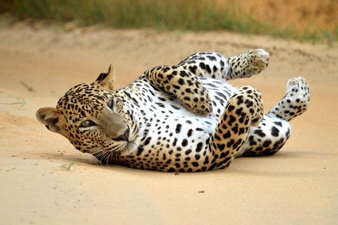 Yala Safari Private Day Trip from Bentota and Kalutara Areas - Booking, cancellation, and planning advice