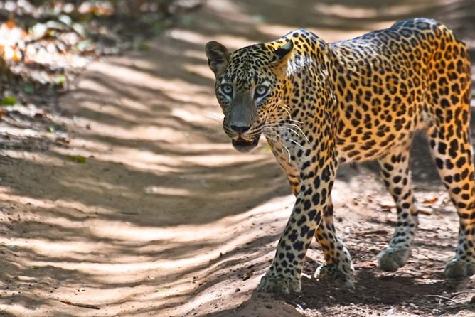 Yala Safari Private Day Trip from Bentota and Kalutara Areas - Entering Yala for a four-hour jeep safari