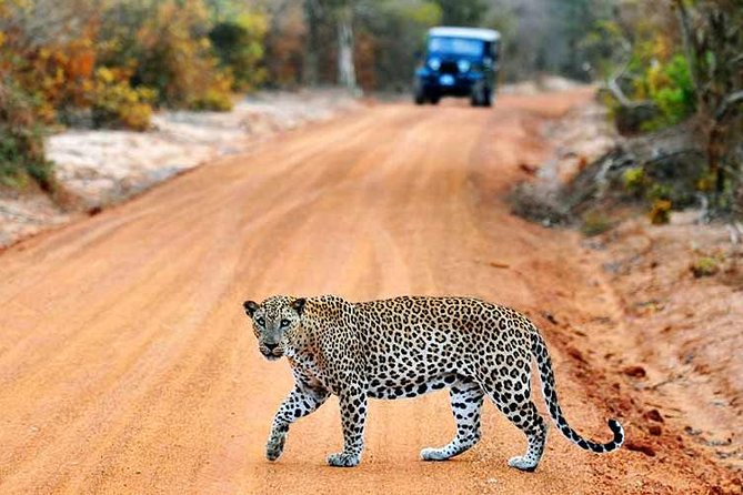 Yala Safari Private Day Trip with Return Transport -All Inclusive - Pickup From Galle, Mirissa, Ella, and Beyond