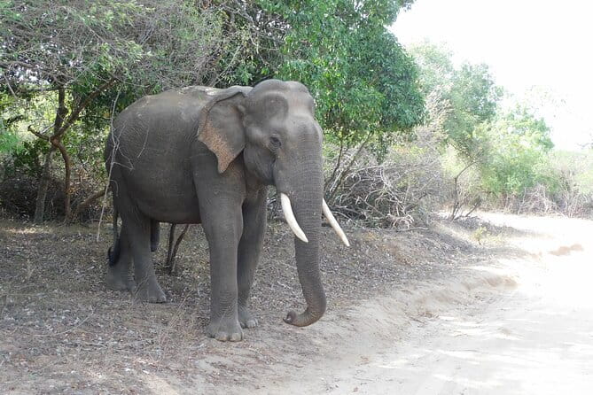 YALA SAFARI TOUR from Galle/Mirissa/Matara/Tangalle/Ella & More.. - A 12 to 13 hour day from your hotel