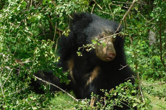 YALA SAFARI TOUR from Galle/Mirissa/Matara/Tangalle/Ella & More.. - What the $39 price really means