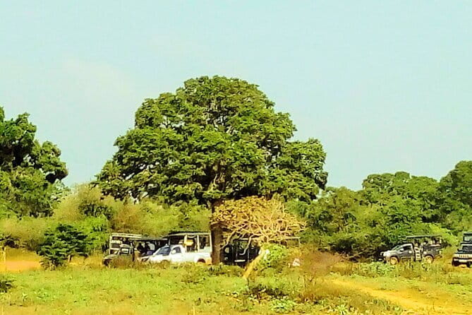 YALA SAFARI TOUR from Galle/Mirissa/Matara/Tangalle/Ella & More.. - The main drawbacks to consider