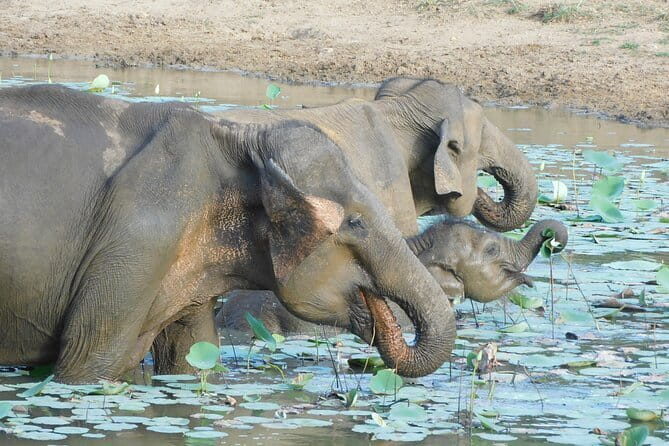 YALA SAFARI TOUR from Galle/Mirissa/Matara/Tangalle/Ella & More.. - Entering Yala with a guide and jeep