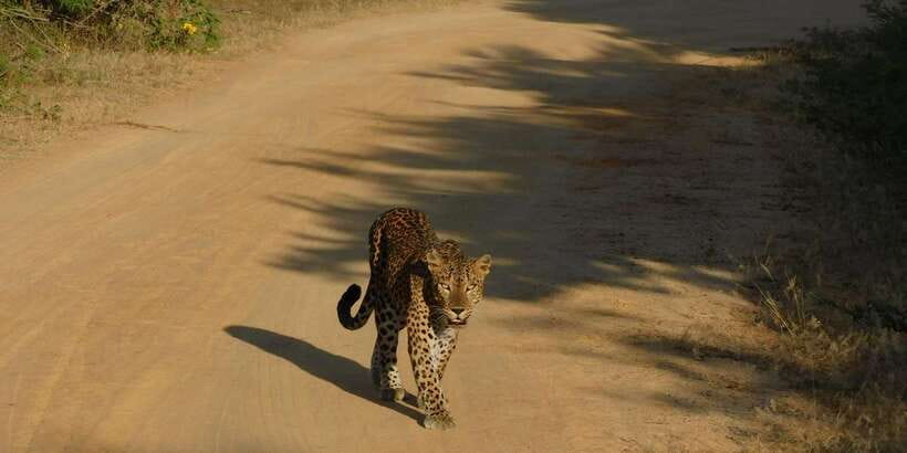 Yala Safari Tour from Hambantota Port area (Shore Excursion) - From Hambantota Port to Yala’s wild country