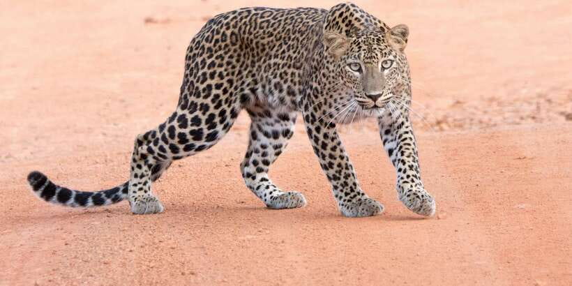 Yala Safari Tour from Hambantota Port area (Shore Excursion) - Wildlife sightings depend on timing and patience