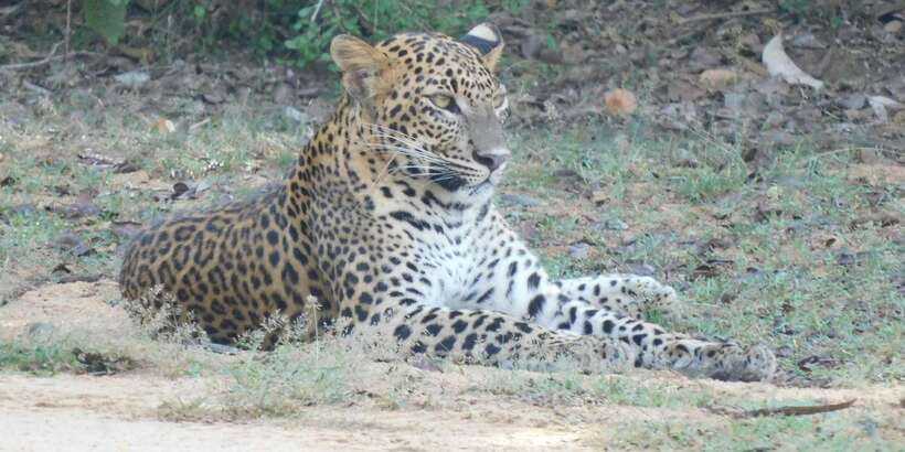 Yala Safari Tour from Hambantota Port area (Shore Excursion) - What the guide adds to the day