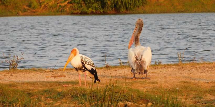 Yala Safari Tour from Hambantota Port area (Shore Excursion) - Jeep seats, safety, and physical demands