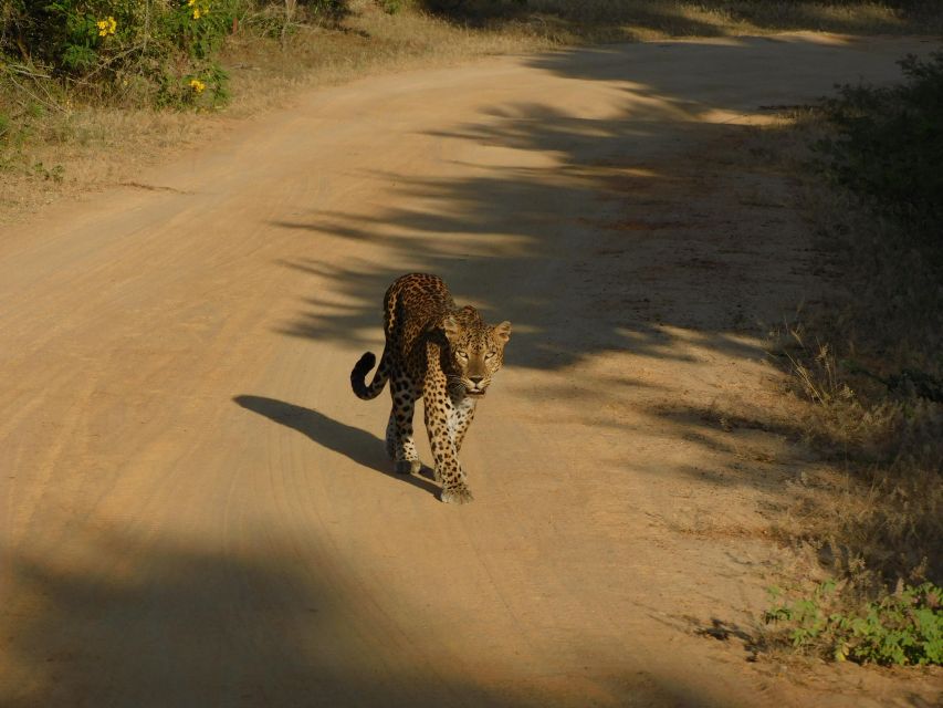 Yala Safari Tour from Hambantota Port area (Shore Excursion) - What the $67 price includes, and what it does not