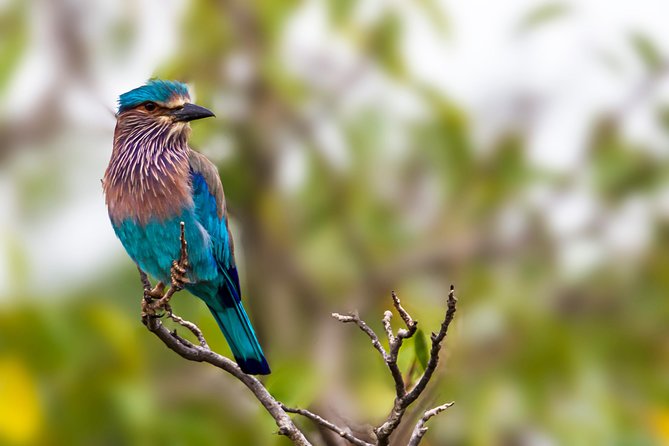 Yala Safari Tour from Hambantota Port by Ajith Safaris - Palatupana gives you a needed half-hour break