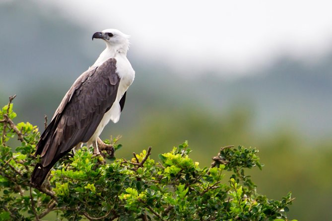 Yala Safari Tour from Hambantota Port by Ajith Safaris - A second Yala drive covers different ground