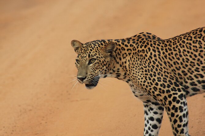 Yala Safari Tour from Hambantota Port by Ajith Safaris - Entering Yala National Park for the first game drive