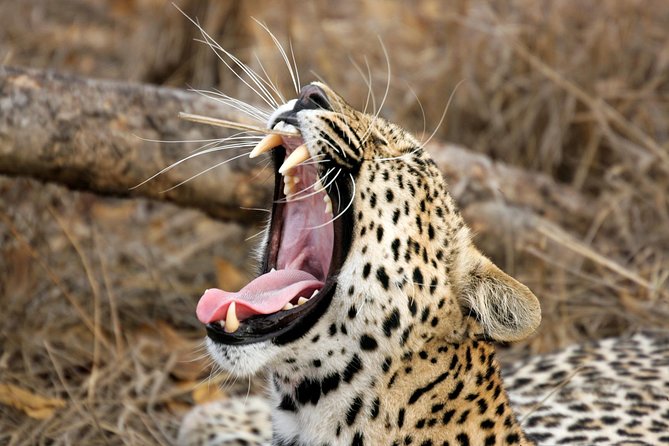 Yala Safari Tour from Hambantota Port (Shore Excursion) - Key points before you reserve