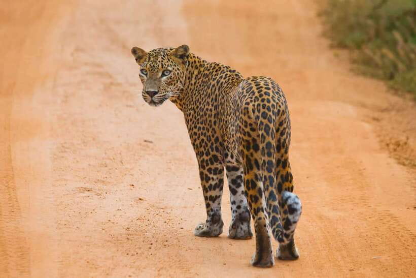 YALA SAFARI TOUR from TANGALLE/HIRIKETIYA/MIRISSA/GALLE - The three-hour Jeep safari