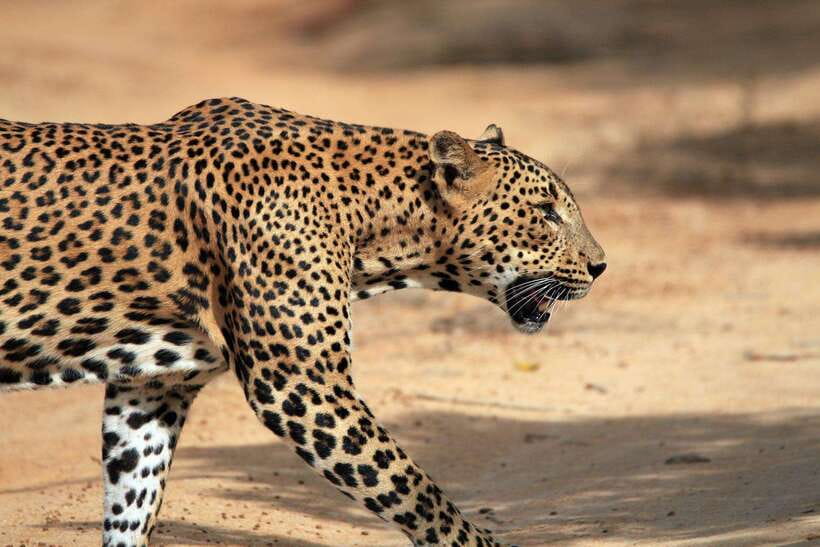 YALA SAFARI TOUR from TANGALLE/HIRIKETIYA/MIRISSA/GALLE - The guide can make or break the day