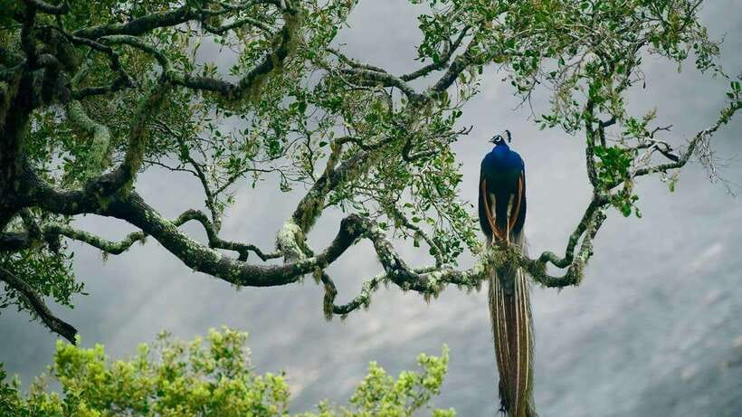 YALA SAFARI TOUR from TANGALLE/HIRIKETIYA/MIRISSA/GALLE - Who should book this Yala outing?