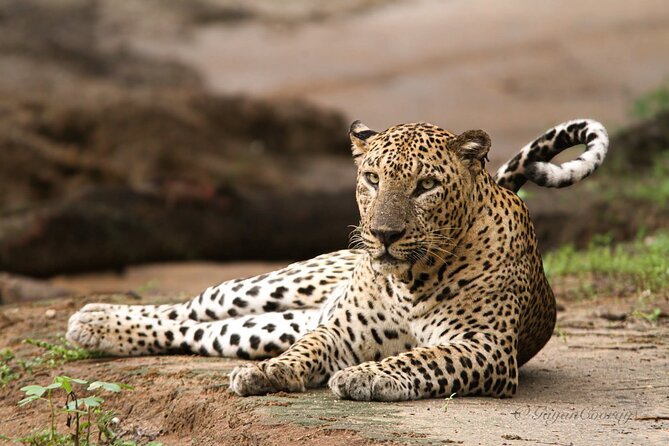 Yala safari Tours Morning /Afternoon /Fullday - Key things to know before booking