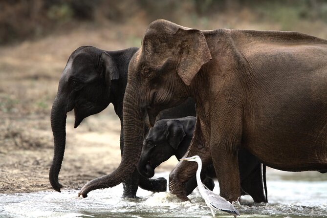 Yala safari Tours Morning /Afternoon /Fullday - Why Yala National Park is worth your time