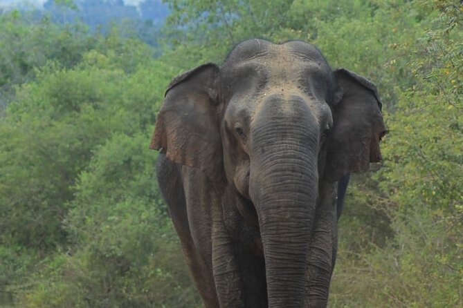 Yala safari Tours Morning /Afternoon /Fullday - Hotel pickup makes the start much easier