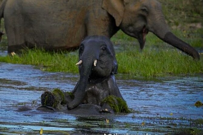 Yala safari Tours Morning /Afternoon /Fullday - What the Jeep and driver add to the experience