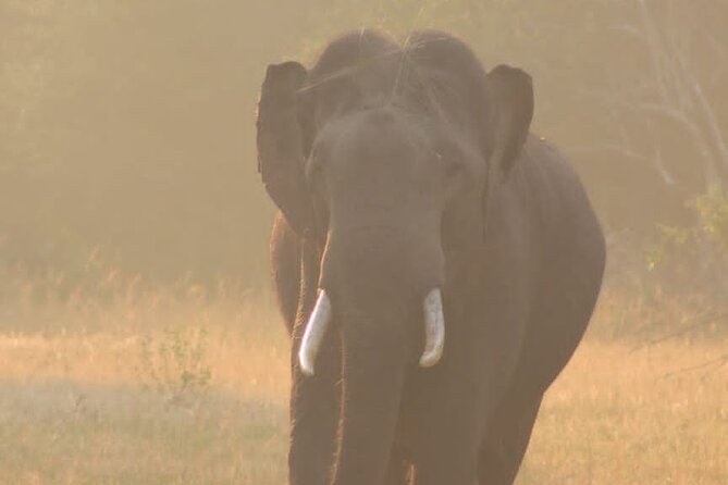 Yala safari Tours Morning /Afternoon /Fullday - What a typical park visit feels like