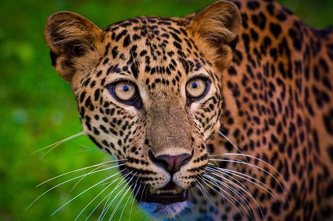 Yala safari Tours Morning /Afternoon /Fullday - Is the $36.41 price good value?