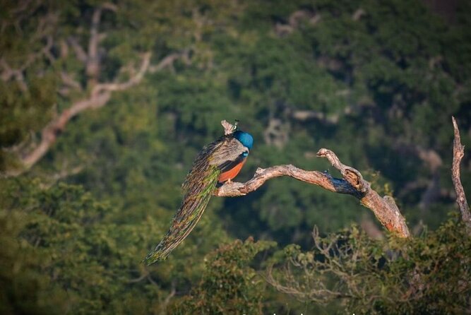 Yala safari Tours Morning /Afternoon /Fullday - Crowds, timing, and realistic expectations