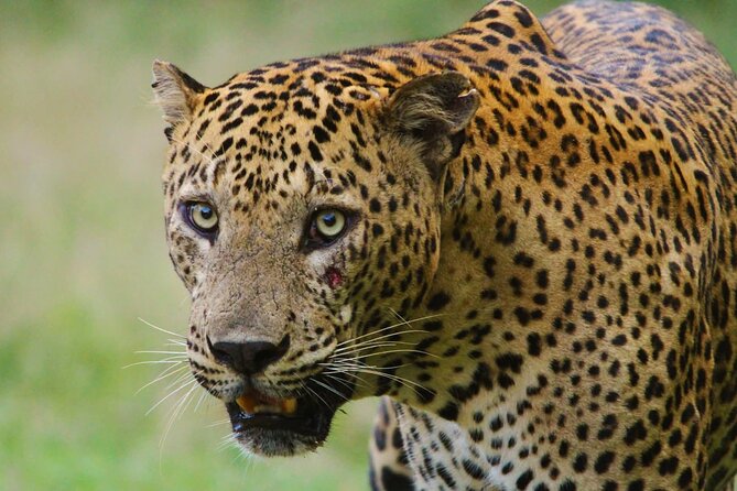 Yala safari Tours Morning /Afternoon /Fullday - Choosing between the morning, afternoon, and full-day plans