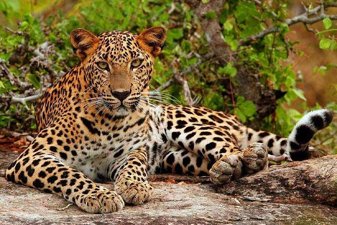 Yala Safari - Yala National Park - Key points at a glance