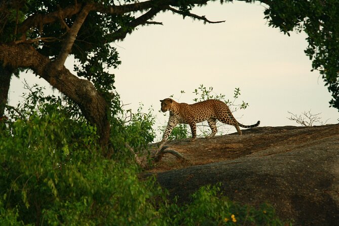 Yala Safari - Yala National Park - Why Yala works best in the early morning