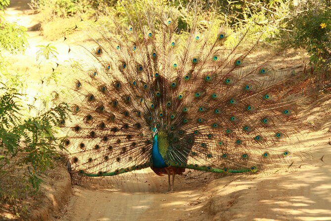 Yala Safari - Yala National Park - The wildlife search: leopards, elephants, and birds