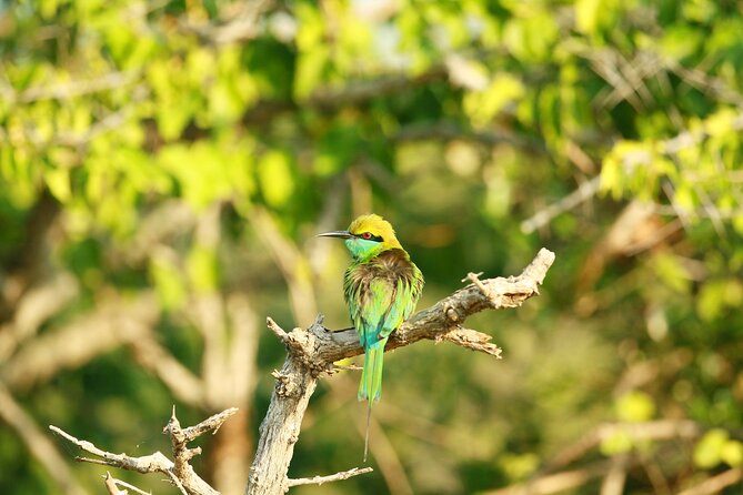 Yala Safari - Yala National Park - A guide who can adapt the day