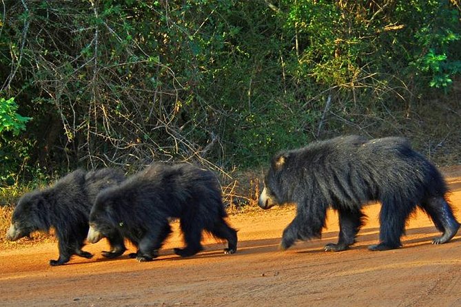 Yala Safari - Yala National Park - What the four-hour park portion feels like