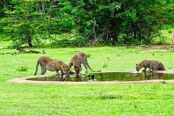 Yala Safari - Yala National Park - Cost and value for different group sizes