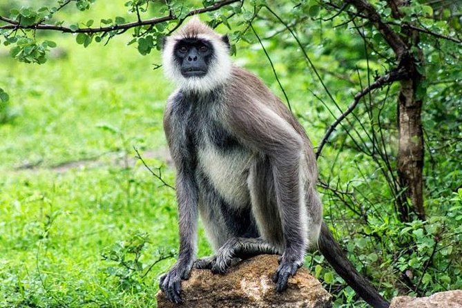 Yala Safari - Yala National Park - Who will enjoy this safari most