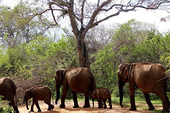 Yala Safari - Yala National Park - Entering Yala and settling into the jeep